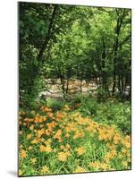 Trees and Daylily Along Little Pigeon River, Great Smoky Mountains National Park, Tennessee, USA-Adam Jones-Mounted Premium Photographic Print