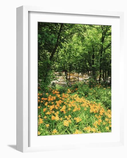 Trees and Daylily Along Little Pigeon River, Great Smoky Mountains National Park, Tennessee, USA-Adam Jones-Framed Photographic Print