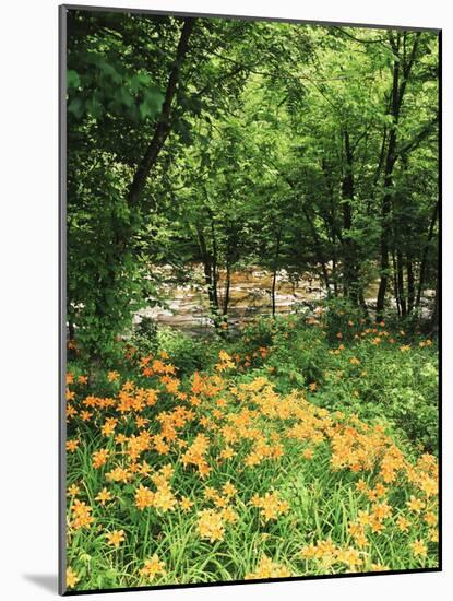 Trees and Daylily Along Little Pigeon River, Great Smoky Mountains National Park, Tennessee, USA-Adam Jones-Mounted Photographic Print