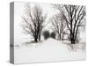 Trees and Drifted Road-Ron Chapple-Stretched Canvas