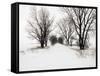 Trees and Drifted Road-Ron Chapple-Framed Stretched Canvas