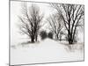 Trees and Drifted Road-Ron Chapple-Mounted Photographic Print