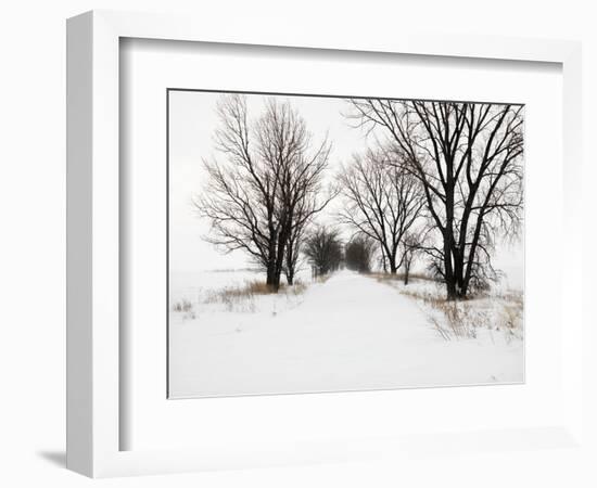 Trees and Drifted Road-Ron Chapple-Framed Photographic Print