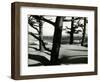 Trees and Dune, Oregon, 1962-Brett Weston-Framed Photographic Print