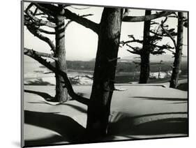 Trees and Dune, Oregon, 1962-Brett Weston-Mounted Photographic Print