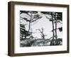 Trees and Dune, Oregon, 1962-Brett Weston-Framed Photographic Print