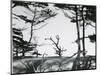 Trees and Dune, Oregon, 1962-Brett Weston-Mounted Photographic Print