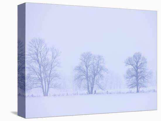 Trees and Fence in Field-Jim Craigmyle-Stretched Canvas