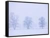 Trees and Fence in Field-Jim Craigmyle-Framed Stretched Canvas