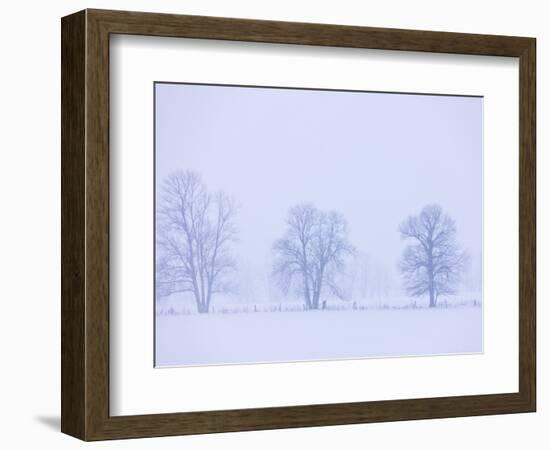 Trees and Fence in Field-Jim Craigmyle-Framed Photographic Print