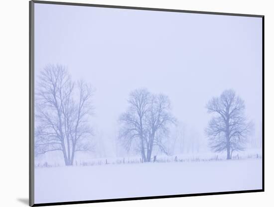 Trees and Fence in Field-Jim Craigmyle-Mounted Photographic Print
