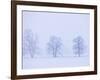 Trees and Fence in Field-Jim Craigmyle-Framed Photographic Print