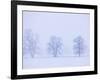 Trees and Fence in Field-Jim Craigmyle-Framed Photographic Print