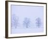 Trees and Fence in Field-Jim Craigmyle-Framed Photographic Print