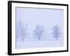 Trees and Fence in Field-Jim Craigmyle-Framed Photographic Print