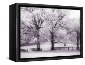Trees and Fence in Snowy Field-Robert Llewellyn-Framed Stretched Canvas