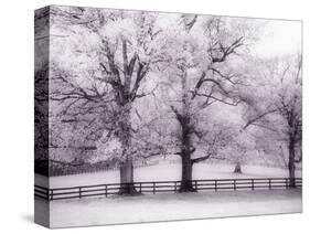 Trees and Fence in Snowy Field-Robert Llewellyn-Stretched Canvas