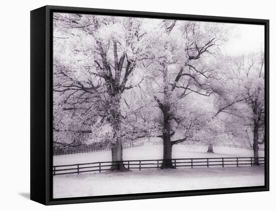 Trees and Fence in Snowy Field-Robert Llewellyn-Framed Stretched Canvas