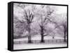 Trees and Fence in Snowy Field-Robert Llewellyn-Framed Stretched Canvas