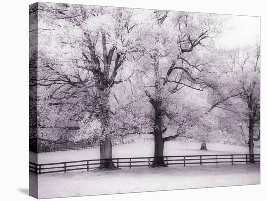 Trees and Fence in Snowy Field-Robert Llewellyn-Stretched Canvas