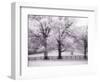 Trees and Fence in Snowy Field-Robert Llewellyn-Framed Photographic Print