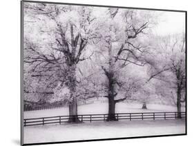Trees and Fence in Snowy Field-Robert Llewellyn-Mounted Photographic Print