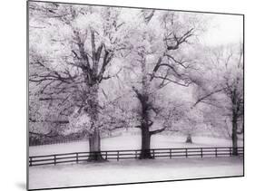 Trees and Fence in Snowy Field-Robert Llewellyn-Mounted Photographic Print