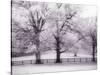 Trees and Fence in Snowy Field-Robert Llewellyn-Stretched Canvas