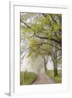 Trees and fence on foggy morning along Hyatt Lane, Cades Cove, Great Smoky Mountains National Park,-Adam Jones-Framed Photographic Print