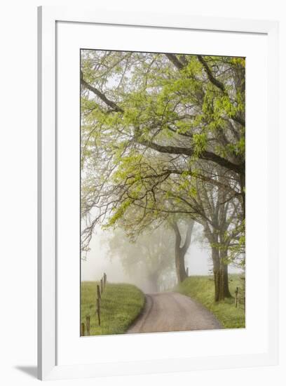 Trees and fence on foggy morning along Hyatt Lane, Cades Cove, Great Smoky Mountains National Park,-Adam Jones-Framed Photographic Print