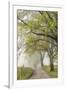 Trees and fence on foggy morning along Hyatt Lane, Cades Cove, Great Smoky Mountains National Park,-Adam Jones-Framed Photographic Print