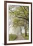 Trees and fence on foggy morning along Hyatt Lane, Cades Cove, Great Smoky Mountains National Park,-Adam Jones-Framed Photographic Print