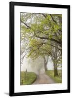 Trees and fence on foggy morning along Hyatt Lane, Cades Cove, Great Smoky Mountains National Park,-Adam Jones-Framed Photographic Print