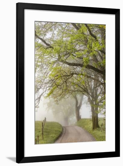 Trees and fence on foggy morning along Hyatt Lane, Cades Cove, Great Smoky Mountains National Park,-Adam Jones-Framed Photographic Print