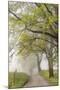 Trees and fence on foggy morning along Hyatt Lane, Cades Cove, Great Smoky Mountains National Park,-Adam Jones-Mounted Photographic Print