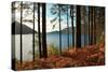 Trees and Fern during Autumn in Front of Loch Lomond, Scotland, Uk.-pink candy-Stretched Canvas