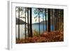 Trees and Fern during Autumn in Front of Loch Lomond, Scotland, Uk.-pink candy-Framed Photographic Print