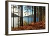 Trees and Fern during Autumn in Front of Loch Lomond, Scotland, Uk.-pink candy-Framed Photographic Print
