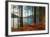 Trees and Fern during Autumn in Front of Loch Lomond, Scotland, Uk.-pink candy-Framed Photographic Print