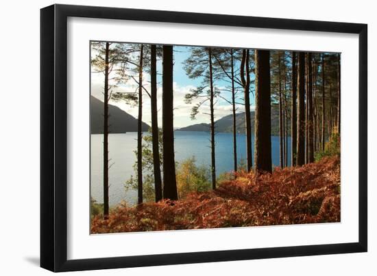 Trees and Fern during Autumn in Front of Loch Lomond, Scotland, Uk.-pink candy-Framed Photographic Print