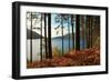 Trees and Fern during Autumn in Front of Loch Lomond, Scotland, Uk.-pink candy-Framed Photographic Print