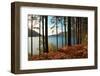 Trees and Fern during Autumn in Front of Loch Lomond, Scotland, Uk.-pink candy-Framed Photographic Print