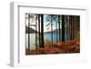 Trees and Fern during Autumn in Front of Loch Lomond, Scotland, Uk.-pink candy-Framed Photographic Print