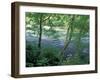 Trees and Ferns on Banks of Campbell River, Vancouver Island, British Columbia-Brent Bergherm-Framed Photographic Print