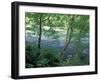 Trees and Ferns on Banks of Campbell River, Vancouver Island, British Columbia-Brent Bergherm-Framed Photographic Print