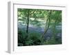 Trees and Ferns on Banks of Campbell River, Vancouver Island, British Columbia-Brent Bergherm-Framed Photographic Print