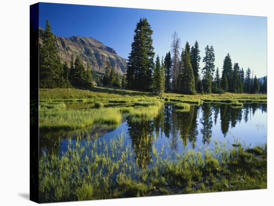 Trees and Grass Reflecting in Pond, High Uintas Wilderness, Wasatch National Forest, Utah, USA-Scott T. Smith-Stretched Canvas