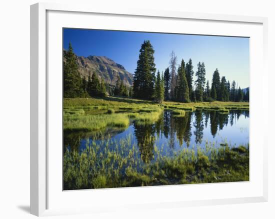 Trees and Grass Reflecting in Pond, High Uintas Wilderness, Wasatch National Forest, Utah, USA-Scott T. Smith-Framed Photographic Print