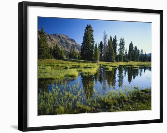 Trees and Grass Reflecting in Pond, High Uintas Wilderness, Wasatch National Forest, Utah, USA-Scott T. Smith-Framed Photographic Print