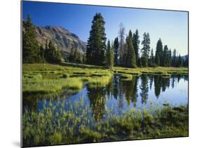 Trees and Grass Reflecting in Pond, High Uintas Wilderness, Wasatch National Forest, Utah, USA-Scott T. Smith-Mounted Photographic Print